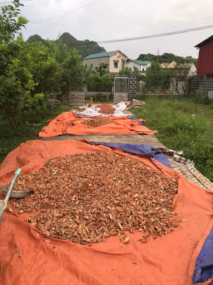[HCM]COMBO 2KG Cây Mú Từn - CÙ BOONG NẬU