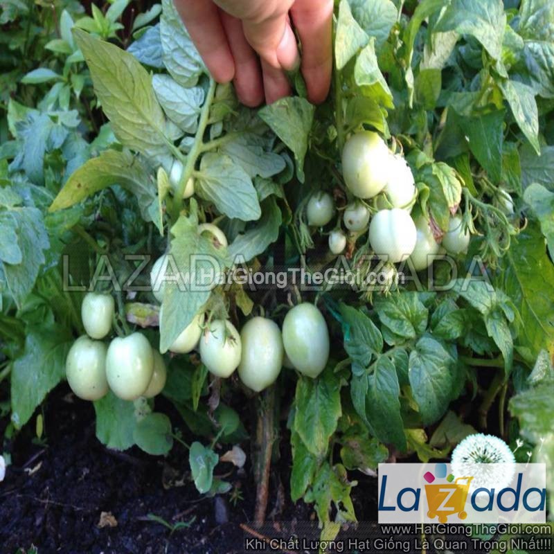 10h Hạt Giống Cà Chua Cherry Rủ Đỏ TG36 (A3.102| B41*W62)