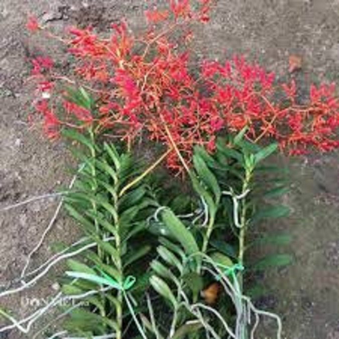 COM BO 5 CÂY GIỐNG LAN PHƯỢNG VỸ ĐỎ