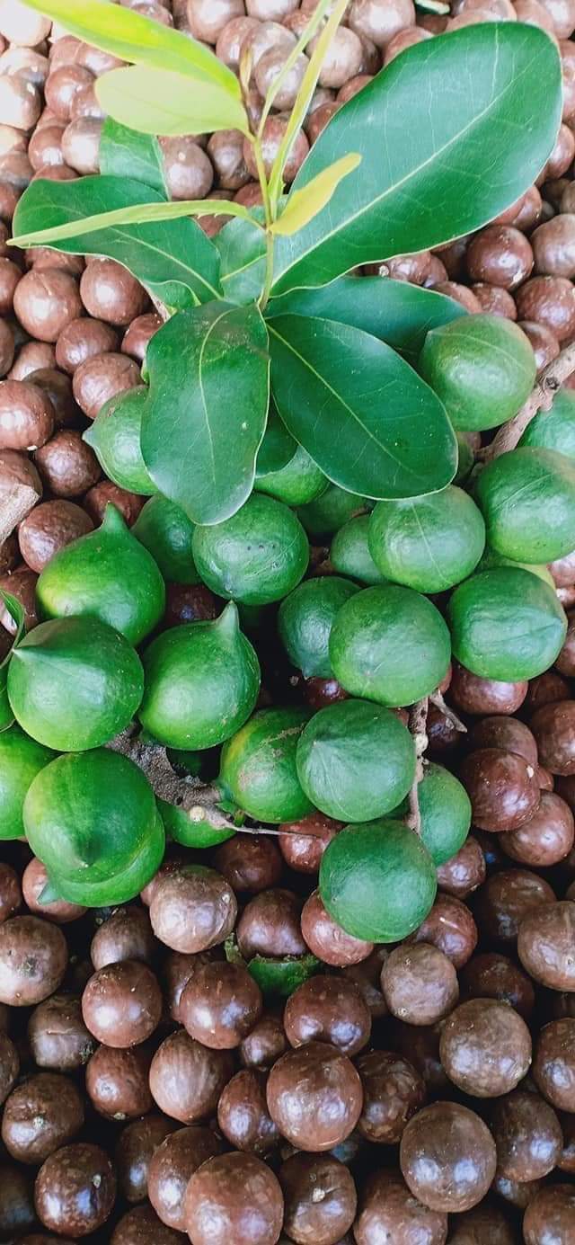 HẠT MACCA 1KG