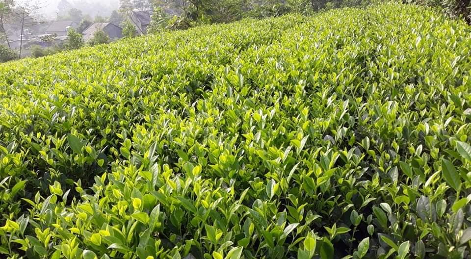 Trà (Chè) Thái Nguyên -1kg (bao gồm 02 bịch 500gr, được hút chân không)