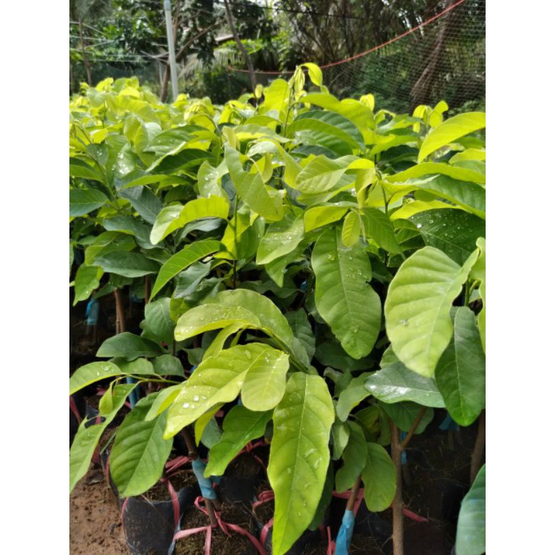 Giá Gốc - Mảng cau na thái