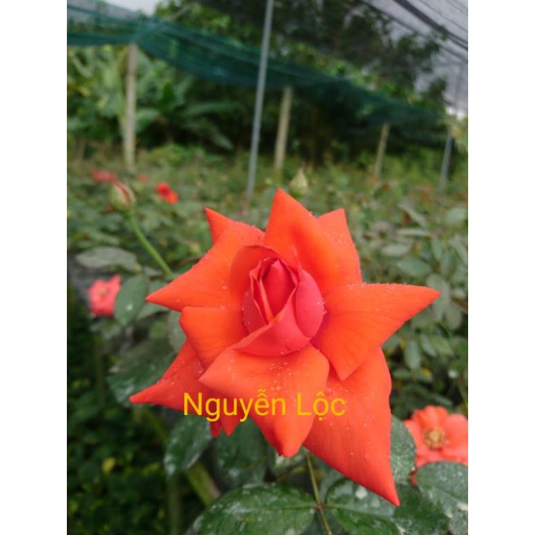 [FREESHIP - Xả Khô Máu] Cây hoa hồng cổ Tàu
