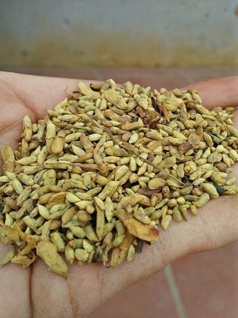 [HCM] Trà hoa hòe sấy lạnh gói 50 gram - Giúp thanh nhiệt ổn định huyết áp