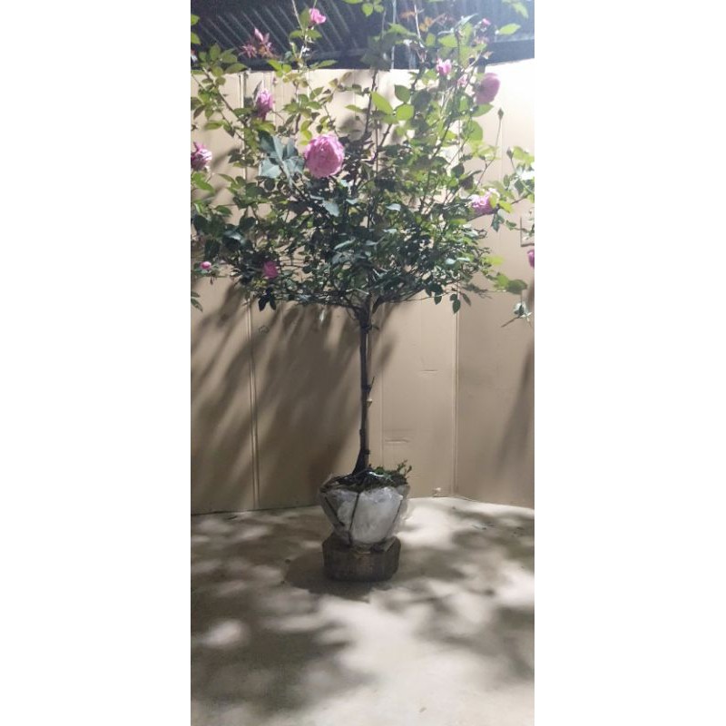 Hoa Hồng Cổ Sapa - cây tree thân gỗ ( cây nguyên bản)