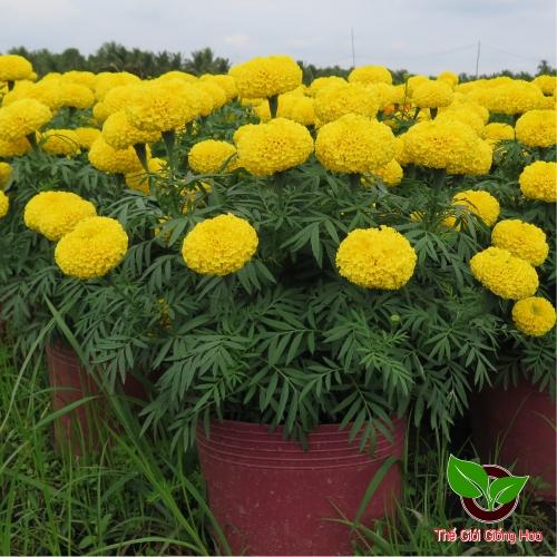 Gói 50 hạt giống cúc vạn thọ vàng chanh