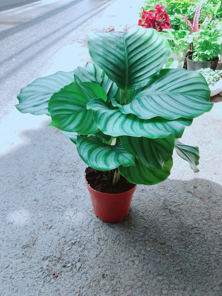 [HCM]Đuôi Công Táo Xanh
