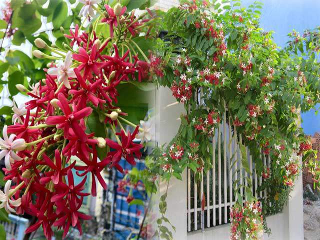 chậu hoa leo sử quân tử thơm ngọt mật ong