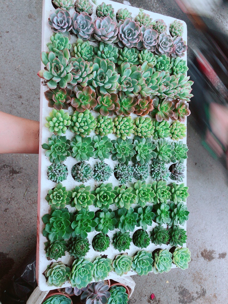 Combo 12 cây sen đá nhỏ