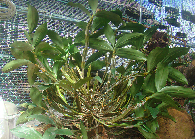 Hoa Lan Rừng Thủy Tiên