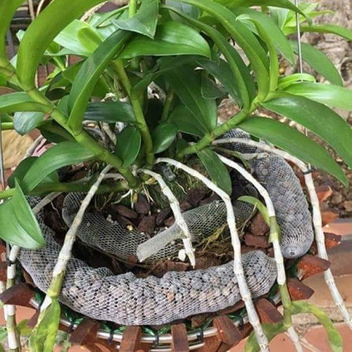 10 Phân Dê Túi Lưới Bón Cho Lan Đã Xử Lý 10cm