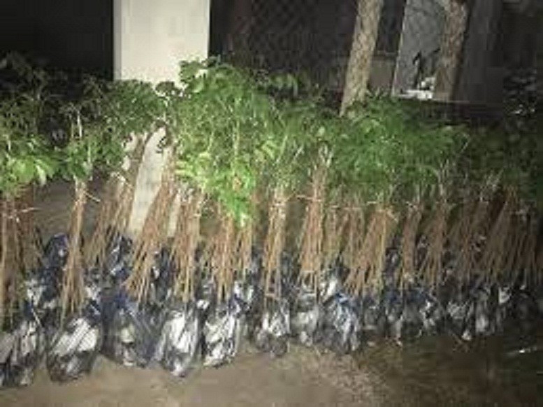 cây giống trám đen siêu quả