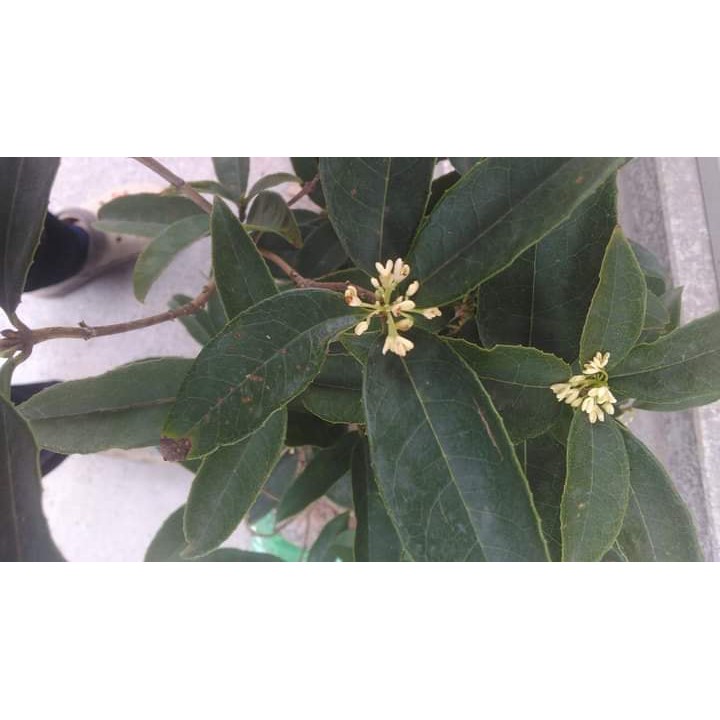 Cây Mộc Hương Ta Hoa Thơm Ngát