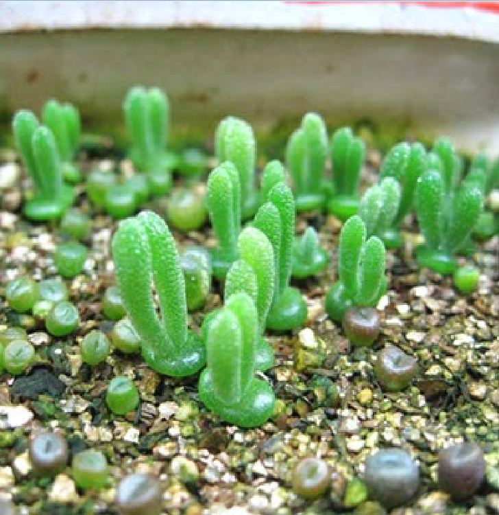 Hạt giống cây tai thỏ nhiều màu ( gói 50 hạt )