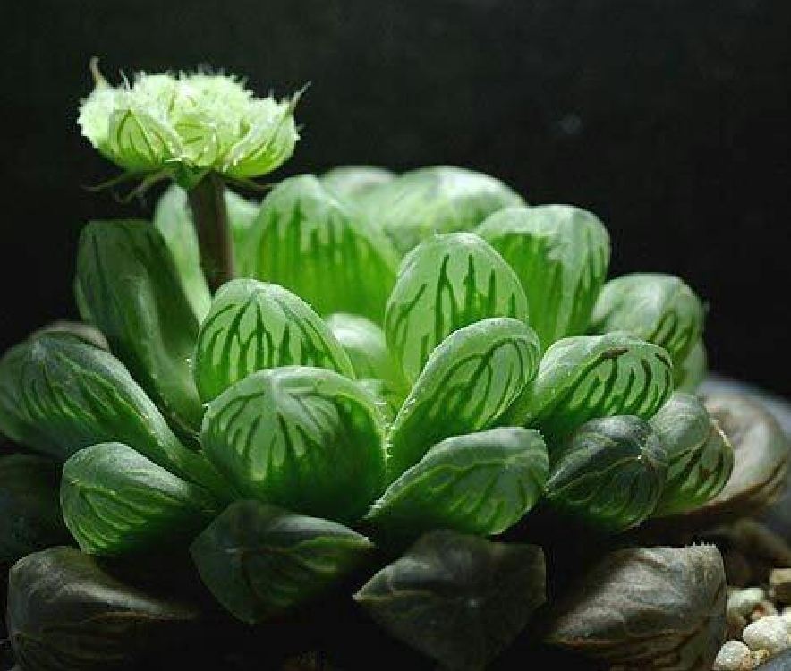Mixed Stone Lotus Seeds (Multi-Colored Stone Lotus) - Pack of 200 Seeds