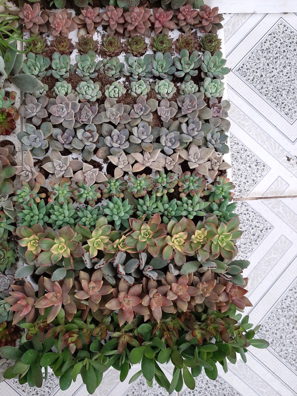 Combo 30 cây sen vỉ (14-20 loại) size vỉ 3-4cm