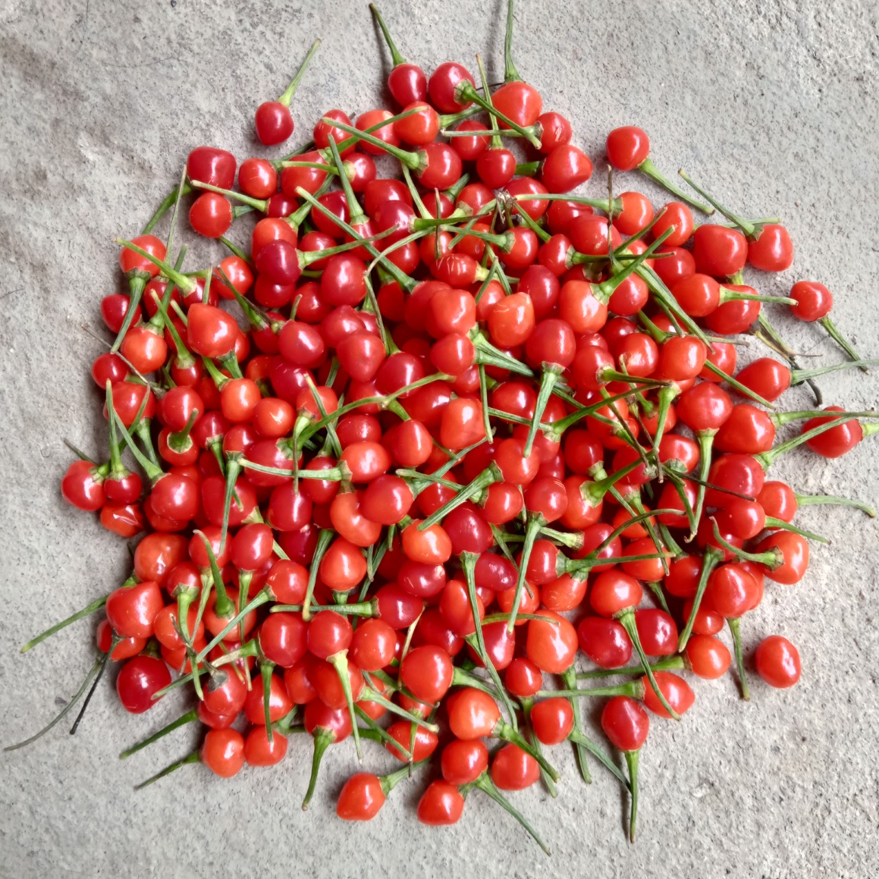 10 Trái (+tặng thêm 3 trái) Ớt Chiltepin Siêu Cay