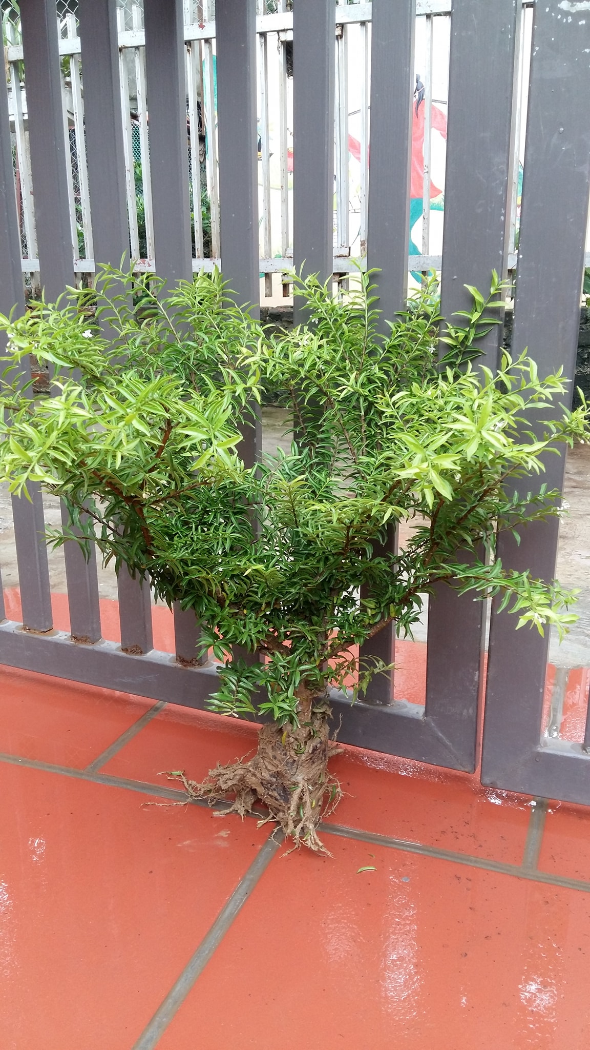 (FREESHIP Từ 50K) cây giống mai chiếu thủy bonsai