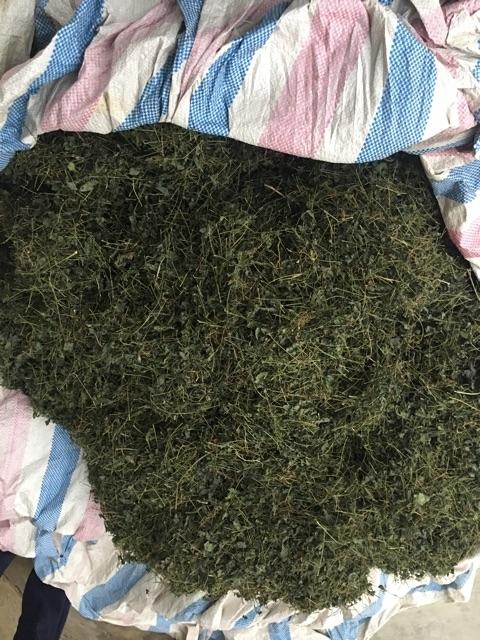 Giảo Cổ Lam Khô 1kg