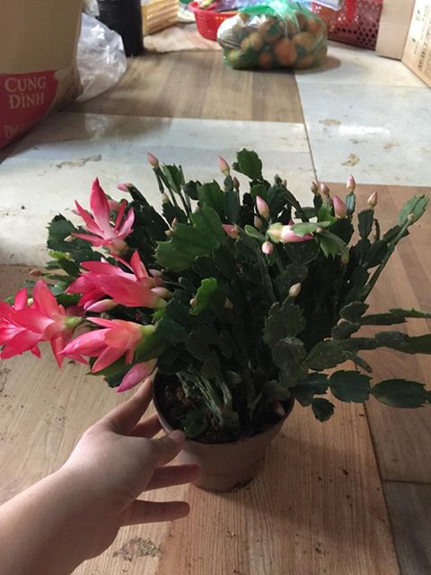 Com bo 2 Hoa lan càng cua – cây TIỂU QUỲNH -Hoa đẹp độc đáo hàng cây giống - LCCCG