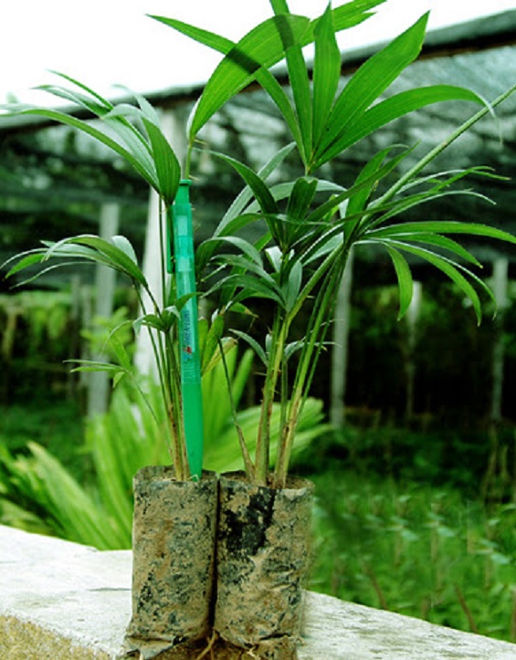 Cây MÂY THÁI, cây giống to khỏe, quả siêu sai, siêu ngon, giá trị kinh tế cao