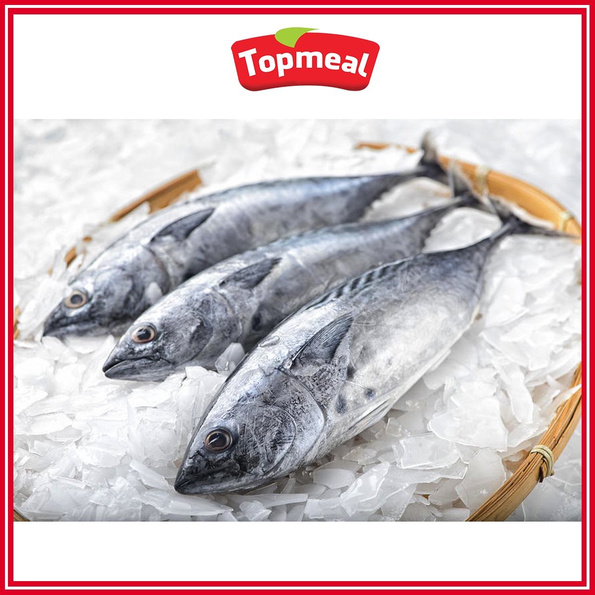 HCM - Cá ngừ nguyên con (900 - 1100 g) - [Giao nhanh TPHCM]