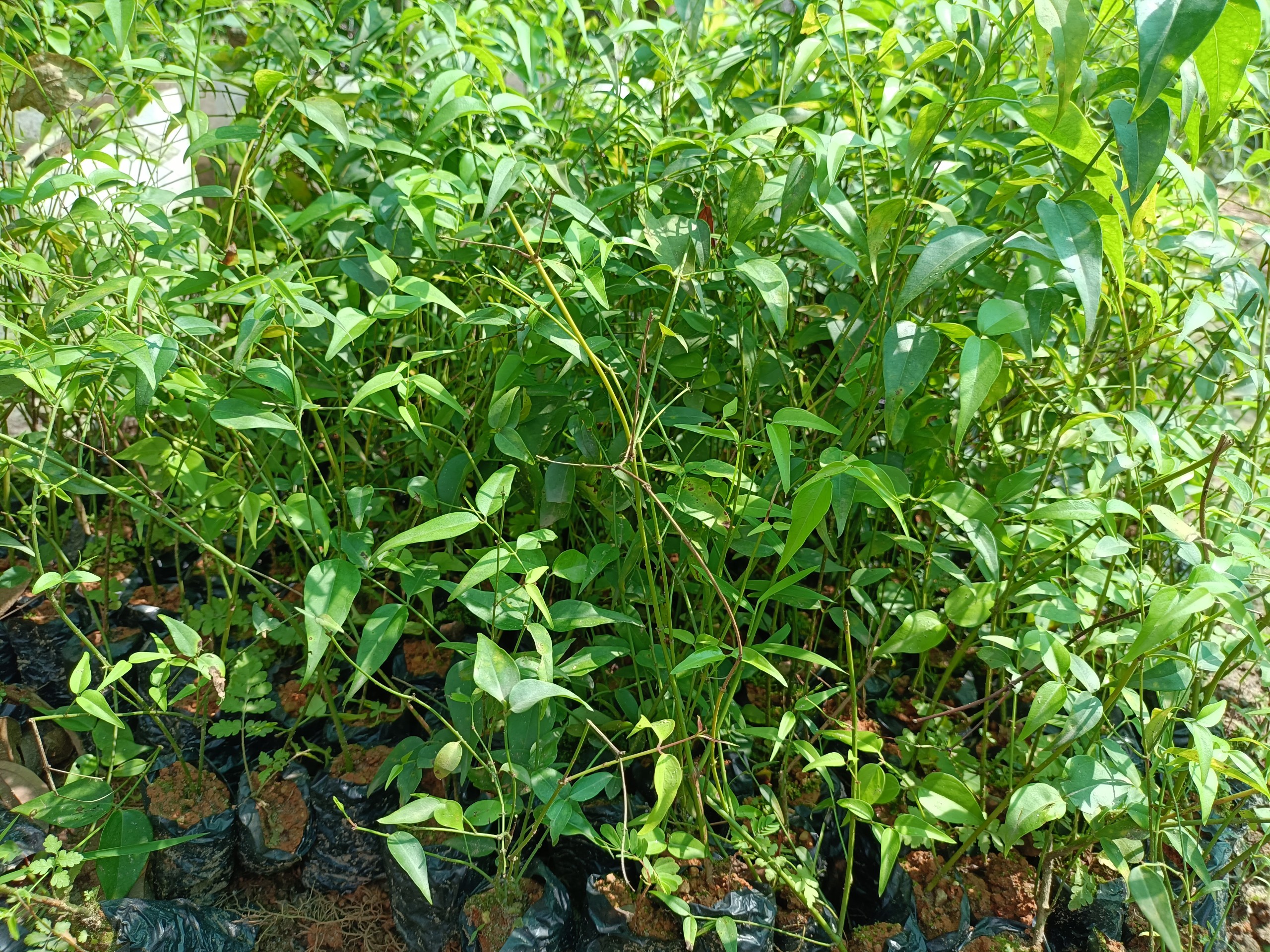 Combo 5 cây giống chè vằng