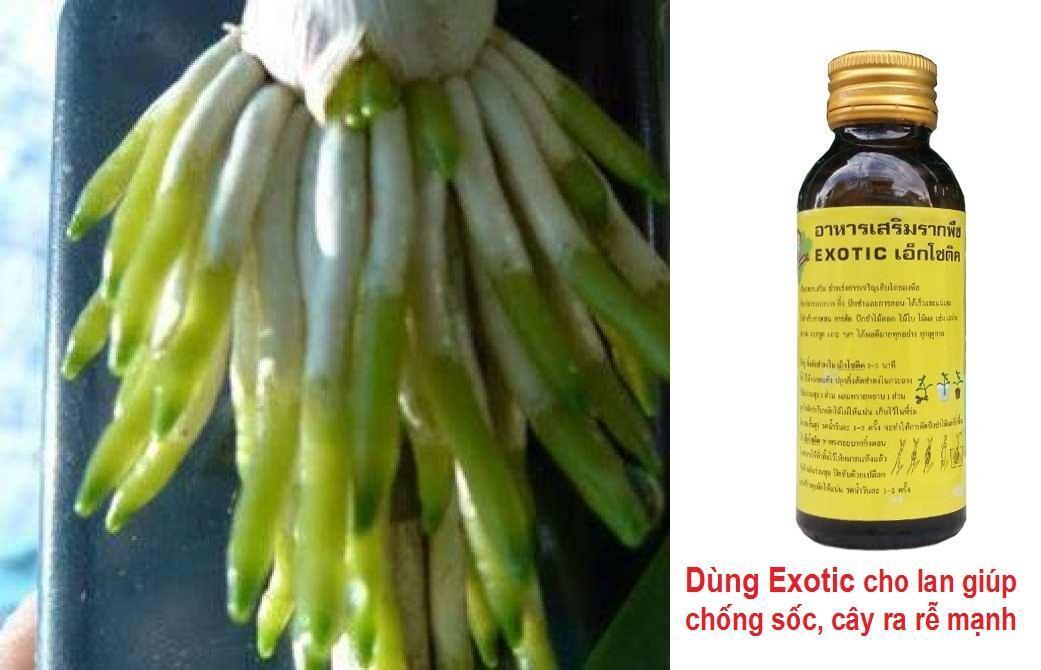 Chế phẩm Exotic 100ml Kích rễ Thái Lan siêu mạnh