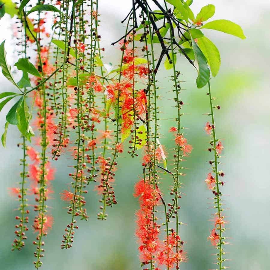 Hạt giống cây lộc vừng hoa đỏ