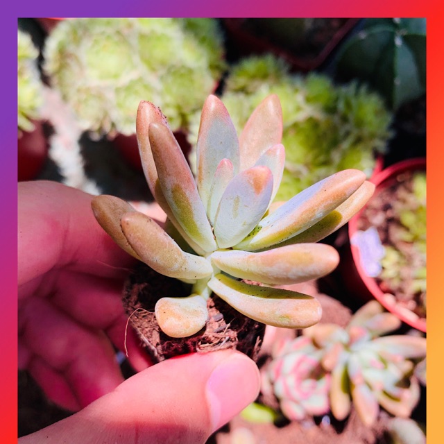 SEN ĐÁ PHA LÊ SIZE MINI KHOẺ ĐẸP LỖI 1 ĐỔI 1