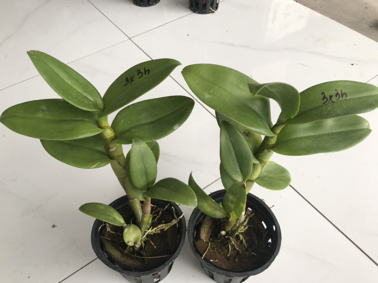 Dendro đột biến 3 hồng 3 xanh