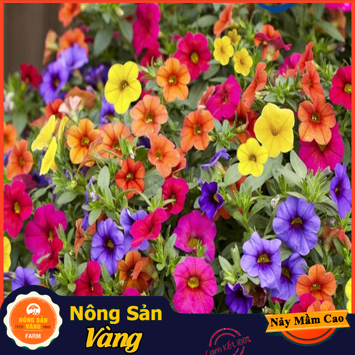 Petunia Flower seeds mix color flowers easy to plant care beautiful sunsuit vibrant color (100 seeds pack)-shallow yellow