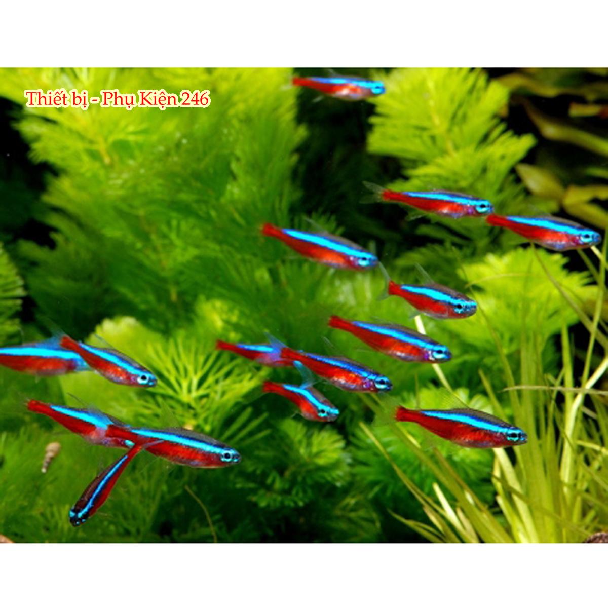 Lọc váng Sunsun JY03 hồ cá thủy sinh