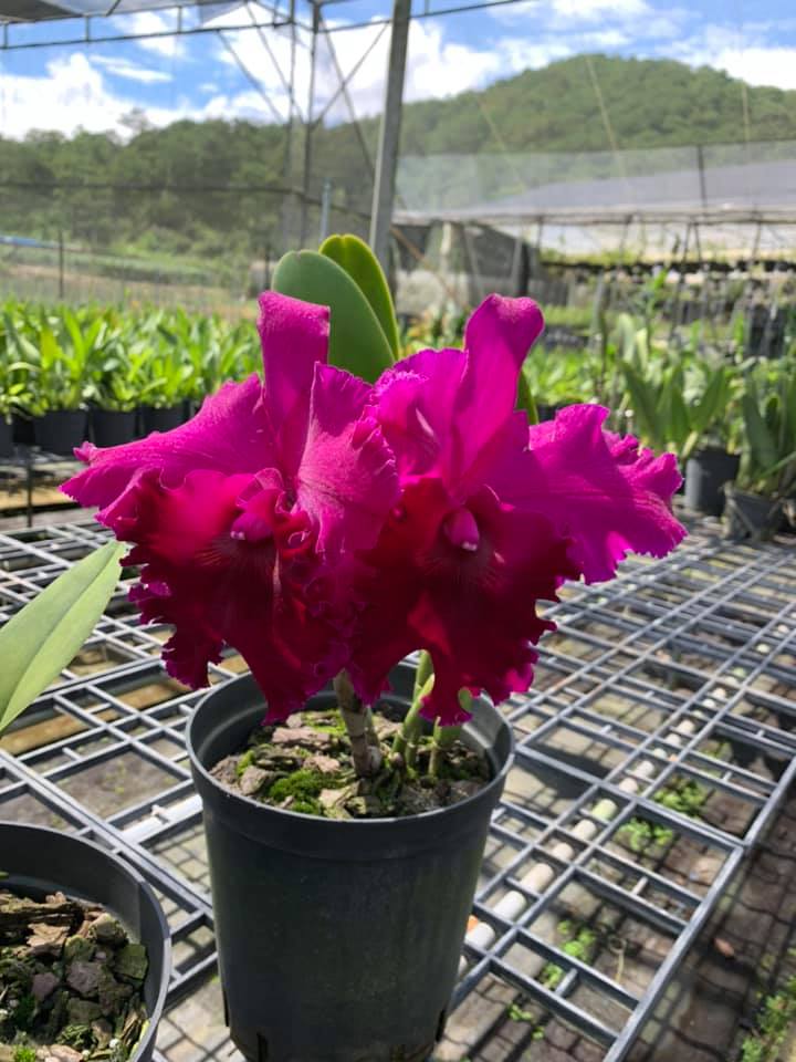 Cattleya- CHIA LIN- Chậu trưởng thành