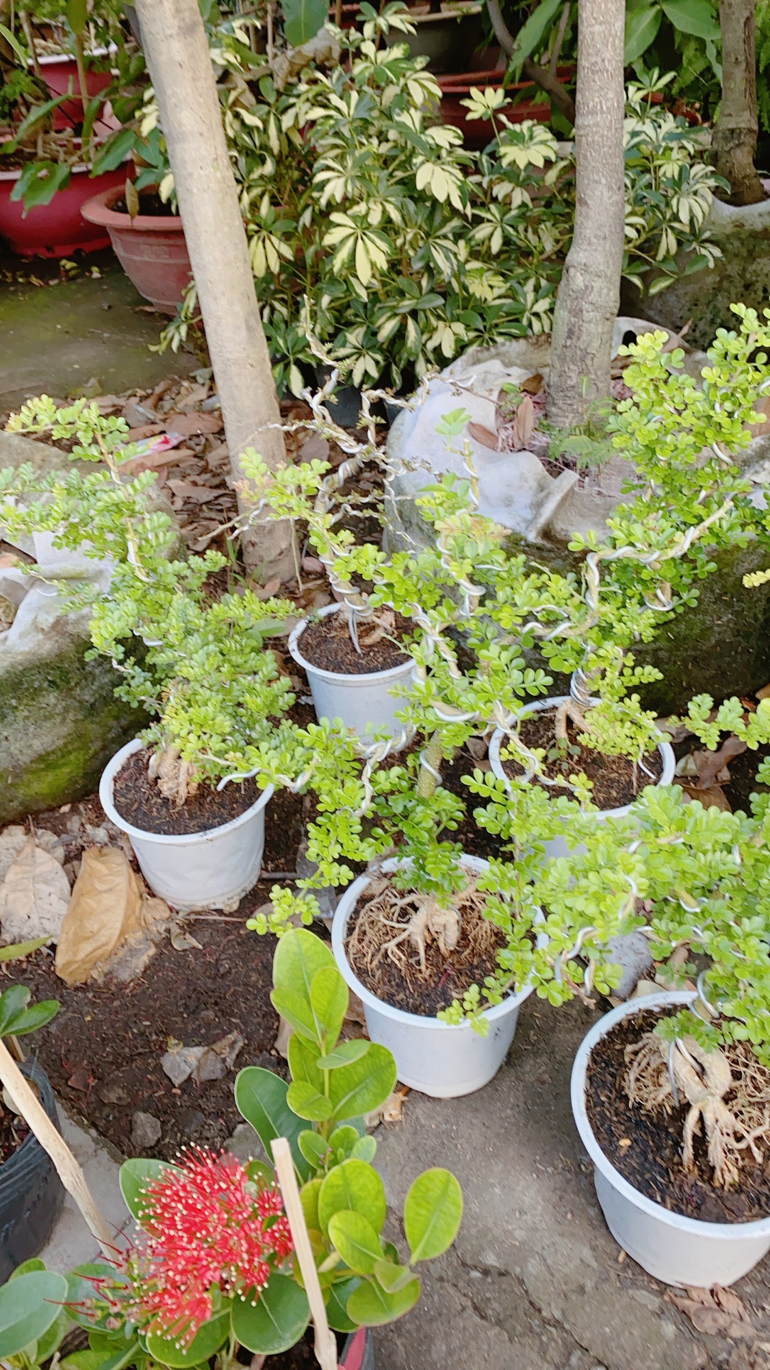 Cần Thăng Bonsai Lớn