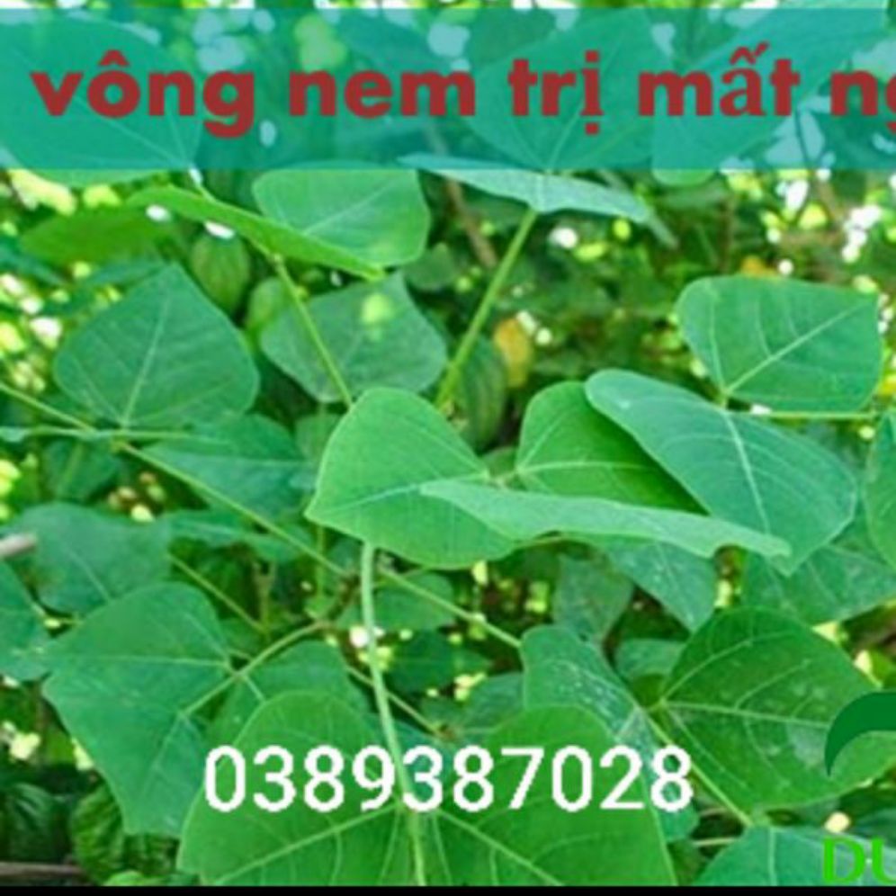 lá vông nem,1kg