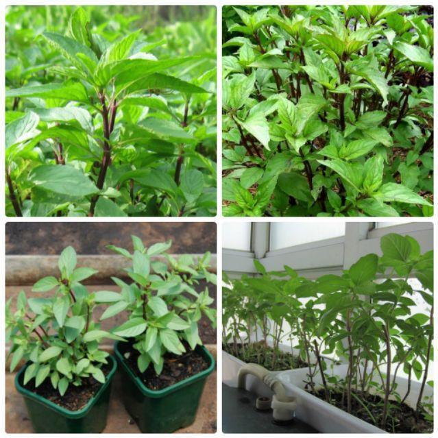 Cây Húng Quế (chậu 3 cây)- Chậu Rau