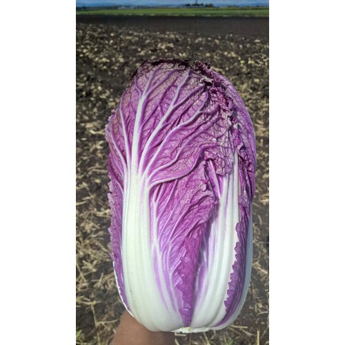 Hạt giống cải thảo tím F1  - 1 gói 0.1gram