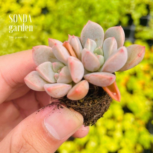 SEN ĐÁ HỒNG QUẾ SIZE MINI SIÊU KHỎE ĐẸP LỖI 1 ĐỔI 1