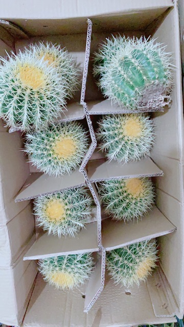Xương Rồng Kim Hổ Lớn