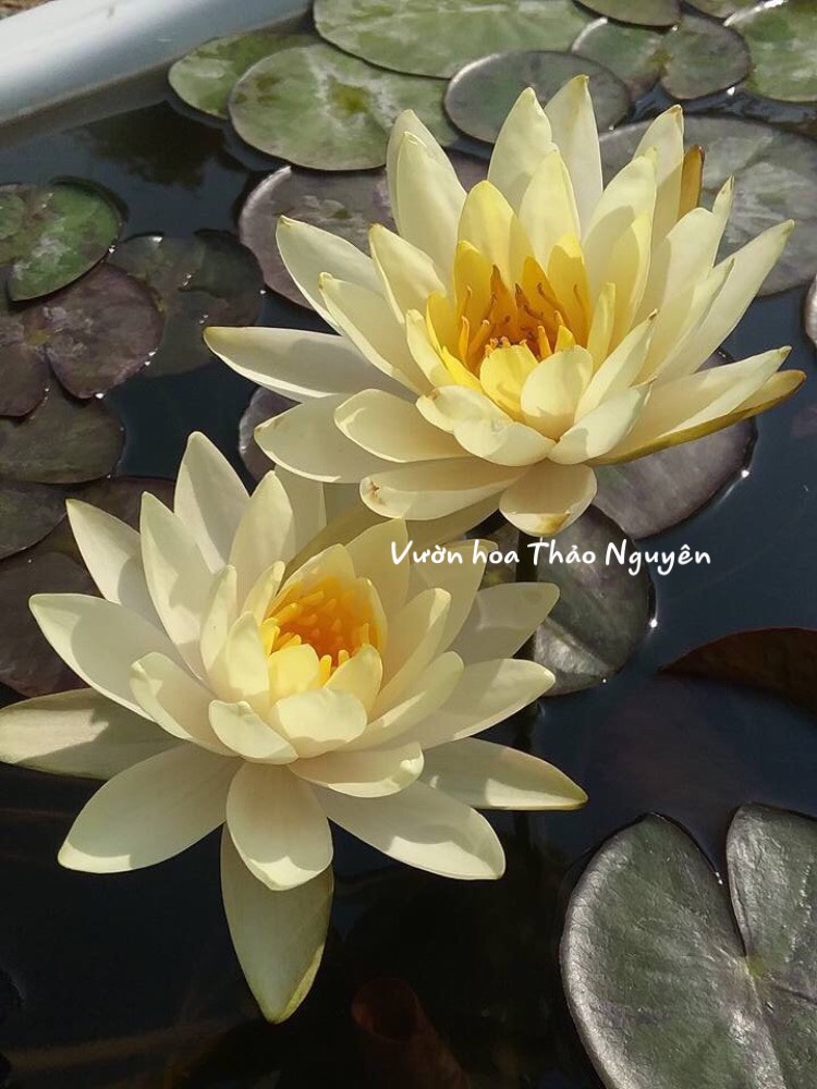 [RẺ VÔ ĐỊCH] Cây hoa súng Thái Lan màu vàng trắng Đ-03