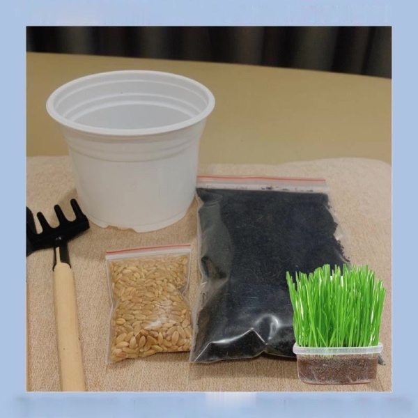 Combo tự trồng cỏ mèo tươi tại nhà (hạt lúa mạch - chậu - đất)