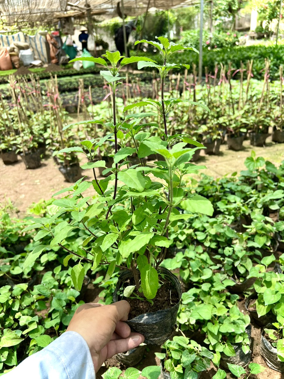 Cây thảo dược Hương nhu tím ( ảnh thật)