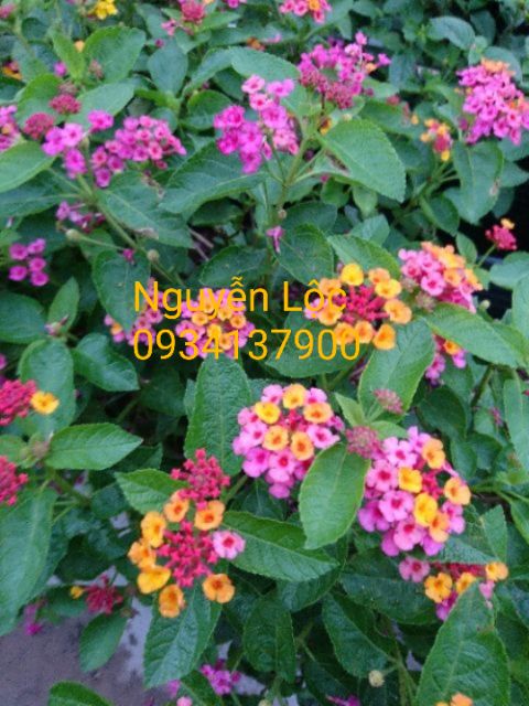 Cây hoa ngũ sắc các màu (cây trâm ổi) - 20-40cm