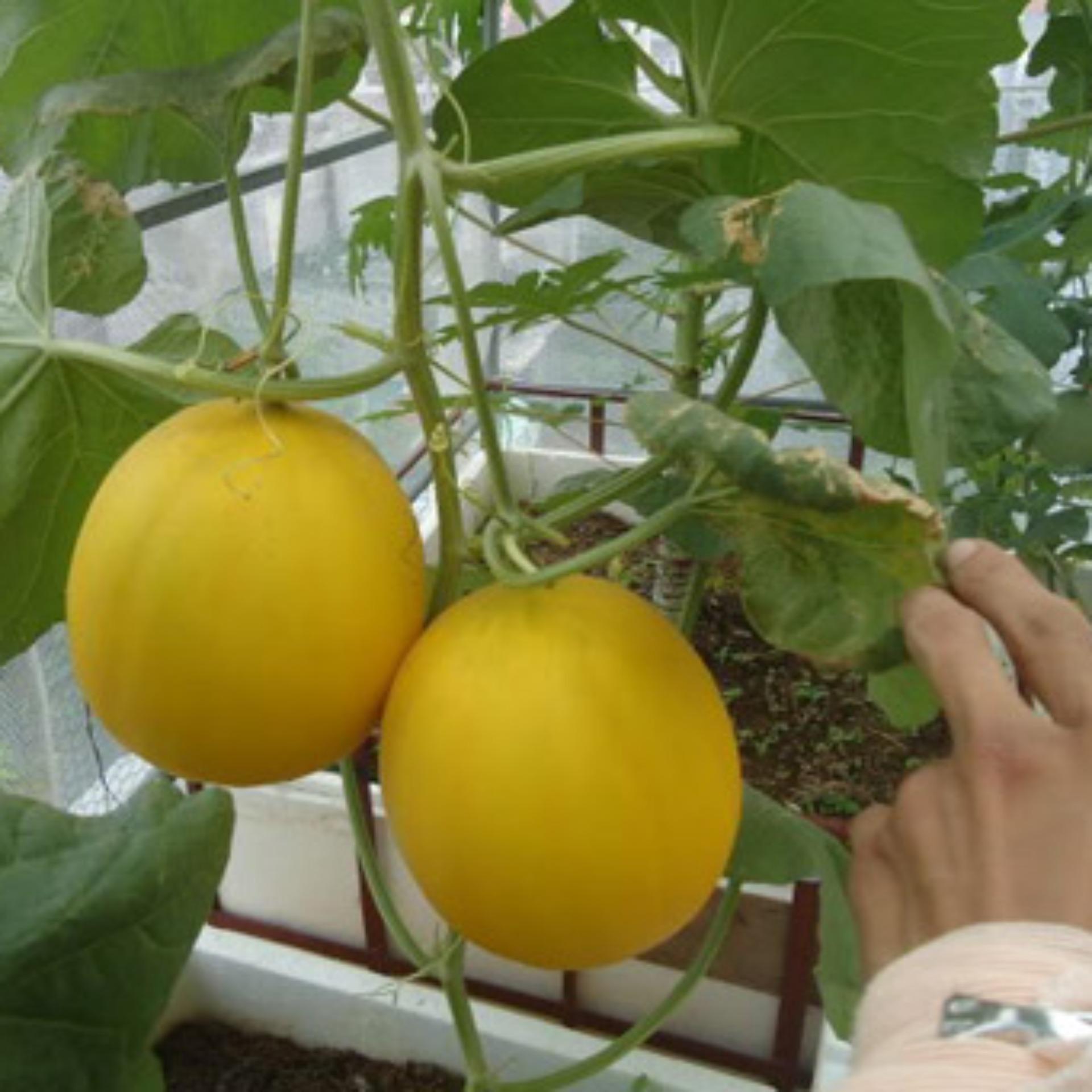 1g Hạt giống Dưa lê