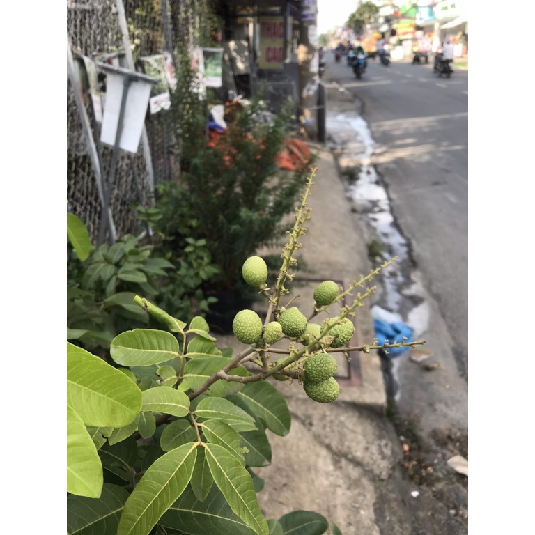 Cây Nhãn Quế (trồng chậu siêu sớm)