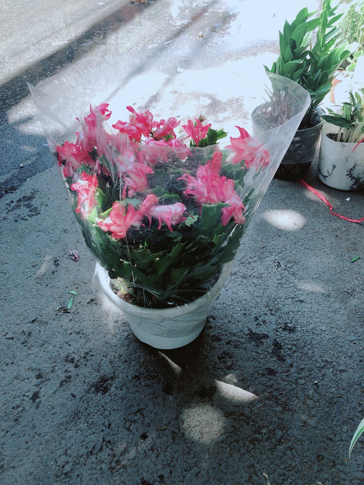 Chậu Hoa Quỳnh Size Đại