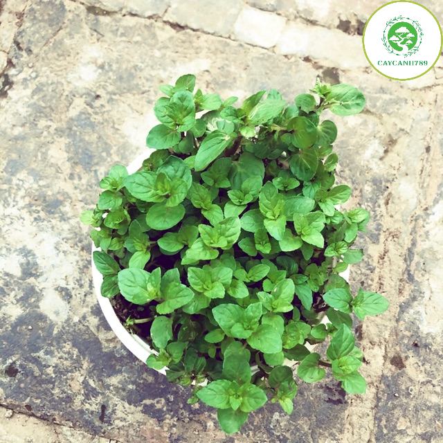 Cây bạc hà chocolate mint - Cây gia vị