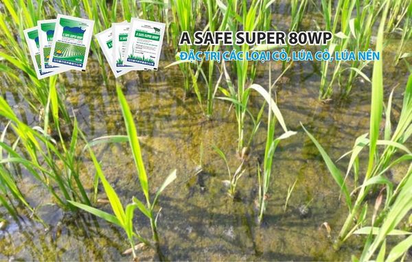 Thuốc Safe super 80wwp đặc trừ các loại cỏ , lúa cỏ, lúa nền, lúa rài, lúa lộn, lúa 2 tầng, lúa cơi hiệu quả số 1 hiện nay