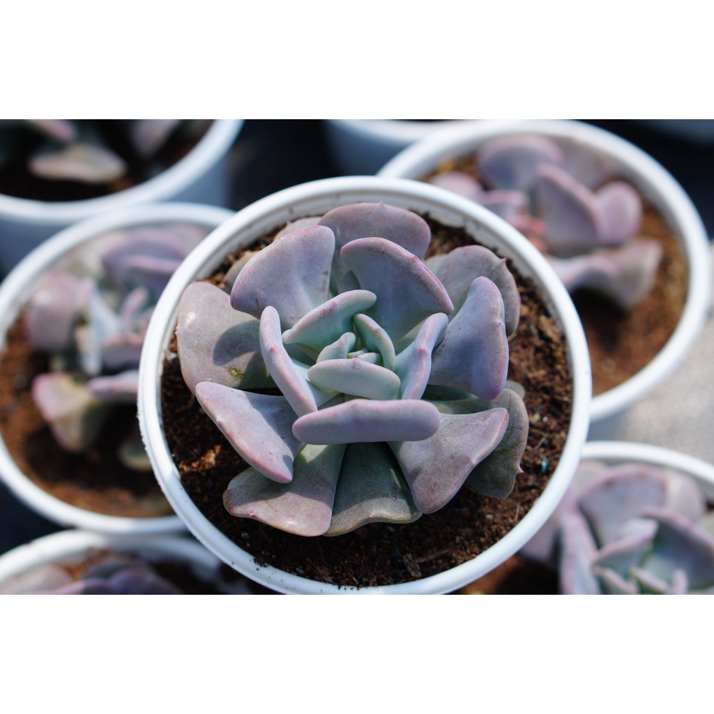 SEN ĐÁ CÚC TÍM 7CM- HƯ 1 ĐỔI 1